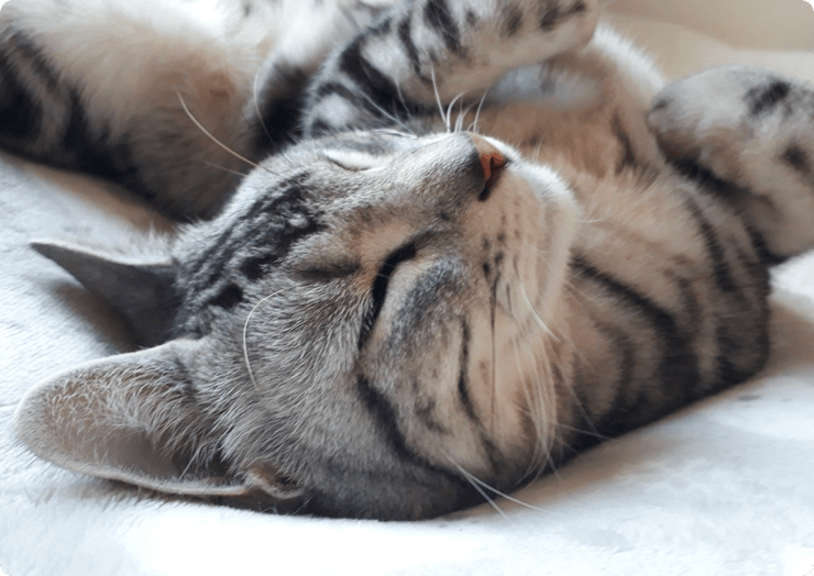 動物ハンドケア